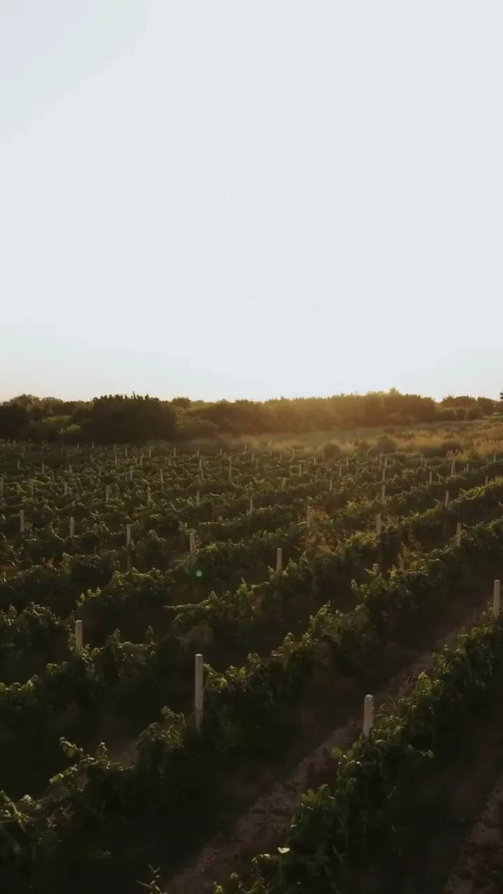 The Ararat valley: where the grapes for Armenian brandy grow